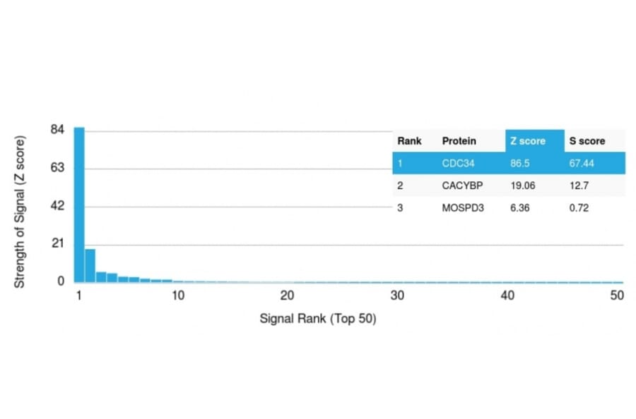 Protein Array - Anti-CDC34 Antibody [CPTC-CDC34-2] - BSA and Azide free (A254000) - Antibodies.com