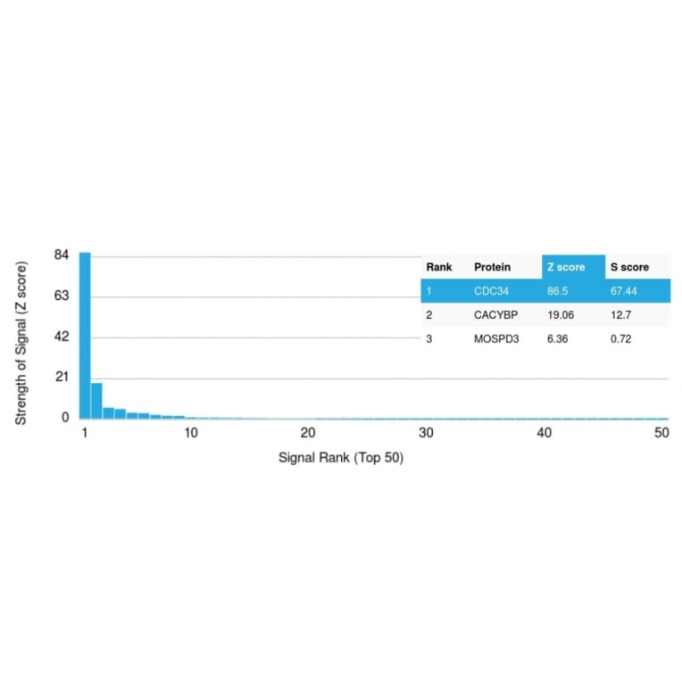 Protein Array - Anti-CDC34 Antibody [CPTC-CDC34-2] - BSA and Azide free (A254000) - Antibodies.com