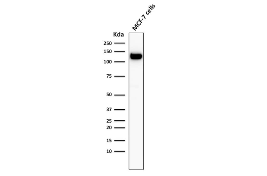 Western Blot - Anti-E Cadherin Antibody [4A2] - BSA and Azide free (A254004) - Antibodies.com