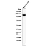 Western Blot - Anti-E Cadherin Antibody [4A2] - BSA and Azide free (A254004) - Antibodies.com