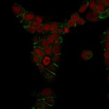 Immunofluorescence - Anti-E Cadherin Antibody [4A2] - BSA and Azide free (A254004) - Antibodies.com