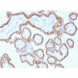 Immunohistochemistry - Anti-E Cadherin Antibody [CDH1/1525] - BSA and Azide free (A254005) - Antibodies.com
