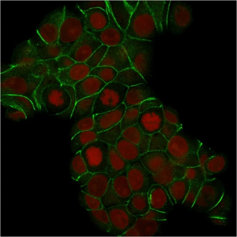 Immunofluorescence - Anti-E Cadherin Antibody [CDH1/1525] - BSA and Azide free (A254005) - Antibodies.com