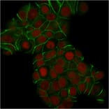 Immunofluorescence - Anti-E Cadherin Antibody [CDH1/1525] - BSA and Azide free (A254005) - Antibodies.com