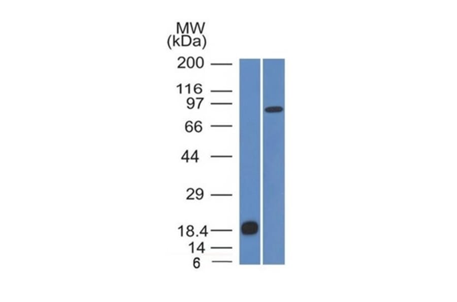 Western Blot - Anti-E Cadherin Antibody [CDH1/1525] - BSA and Azide free (A254005) - Antibodies.com
