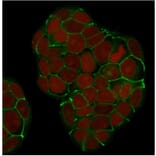 Immunofluorescence - Anti-E Cadherin Antibody [SPM381] - BSA and Azide free (A254005) - Antibodies.com
