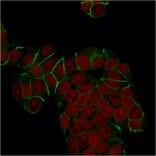 Immunofluorescence - Anti-E Cadherin Antibody [SPM471] - BSA and Azide free (A254006) - Antibodies.com