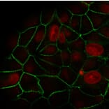 Immunofluorescence - Anti-E Cadherin Antibody [rCDH1/1525] - BSA and Azide free (A254008) - Antibodies.com