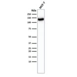 Western Blot - Anti-E Cadherin Antibody [CDH1/2208R] - BSA and Azide free (A254010) - Antibodies.com