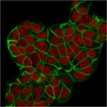 Immunofluorescence - Anti-E Cadherin Antibody [CDH1/2208R] - BSA and Azide free (A254010) - Antibodies.com
