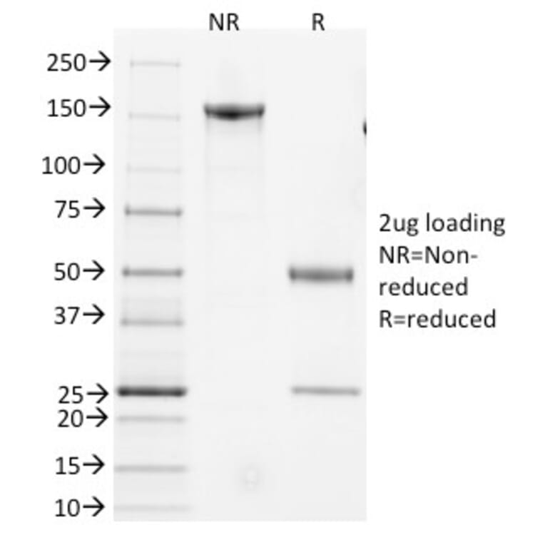 SDS-PAGE - Anti-CD3 epsilon Antibody [145-2C11] - BSA and Azide free (A254010) - Antibodies.com