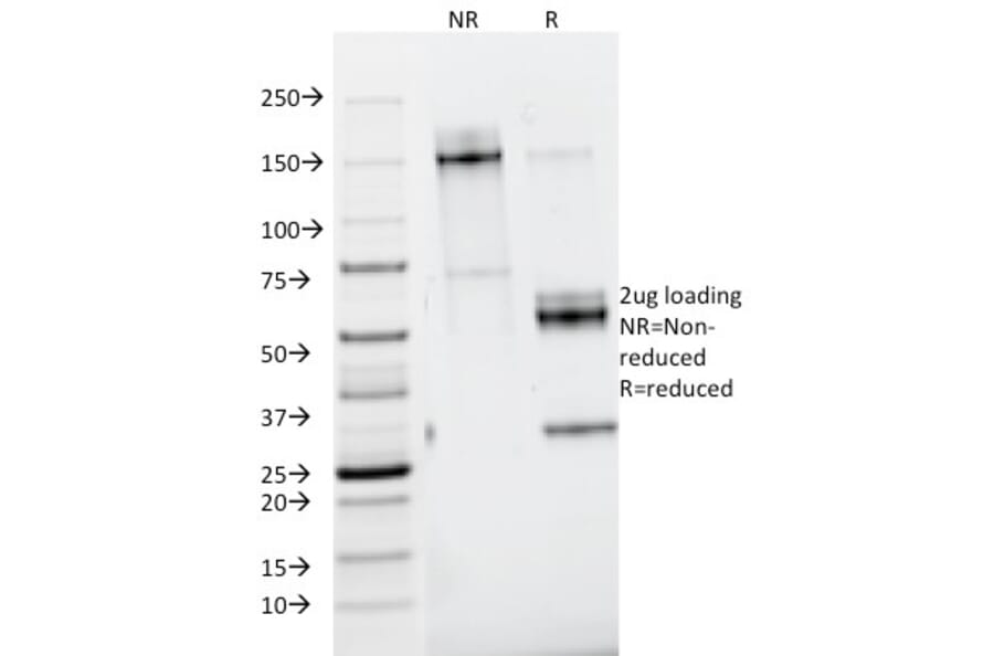 SDS-PAGE - Anti-Nidogen Antibody [ELM1] - BSA and Azide free (A254014) - Antibodies.com