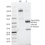 SDS-PAGE - Anti-Nidogen Antibody [ELM1] - BSA and Azide free (A254014) - Antibodies.com