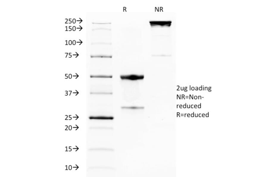 SDS-PAGE - Anti-TNFRSF18 Antibody [DTA-1] - BSA and Azide free (A254015) - Antibodies.com