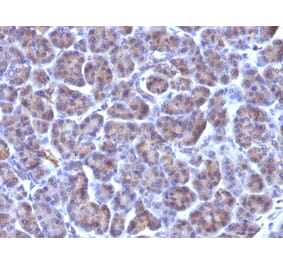 Immunohistochemistry - Anti-Golgi Complex Antibody [371-4] - BSA and Azide free (A254021) - Antibodies.com