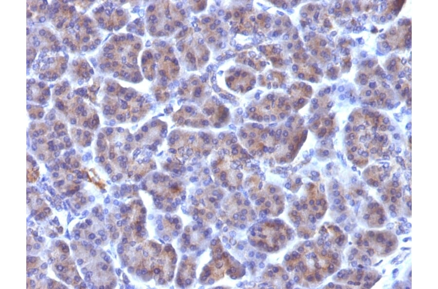 Immunohistochemistry - Anti-Golgi Complex Antibody [371-4] - BSA and Azide free (A254021) - Antibodies.com