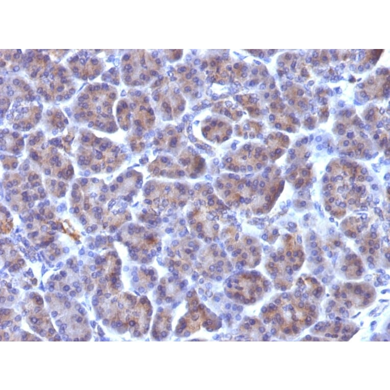 Immunohistochemistry - Anti-Golgi Complex Antibody [371-4] - BSA and Azide free (A254021) - Antibodies.com