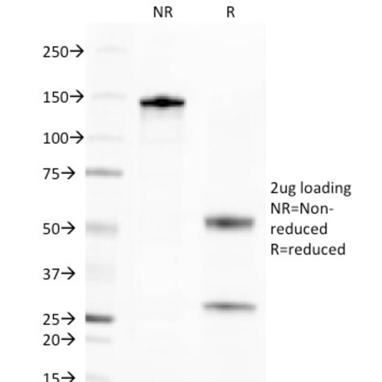 SDS-PAGE - Anti-Golgi Complex Antibody [371-4] - BSA and Azide free (A254022) - Antibodies.com