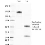 SDS-PAGE - Anti-Golgi Complex Antibody [371-4] - BSA and Azide free (A254022) - Antibodies.com