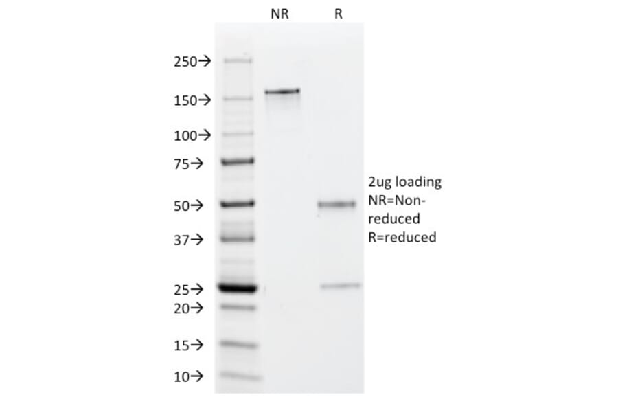 SDS-PAGE - Anti-EBV Early Antigens Antibody [1108-1] - BSA and Azide free (A250843) - Antibodies.com