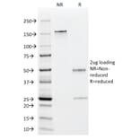 SDS-PAGE - Anti-EBV Early Antigens Antibody [1108-1] - BSA and Azide free (A250843) - Antibodies.com