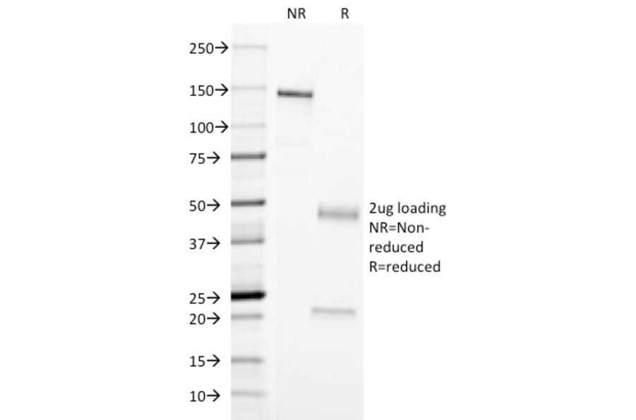SDS-PAGE - Anti-Erythrocyte Specific Antibody [SFL23.6] - BSA and Azide free (A250844) - Antibodies.com