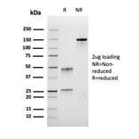 SDS-PAGE - Anti-BrdU Antibody [rBRD.3] - BSA and Azide free (A254025) - Antibodies.com