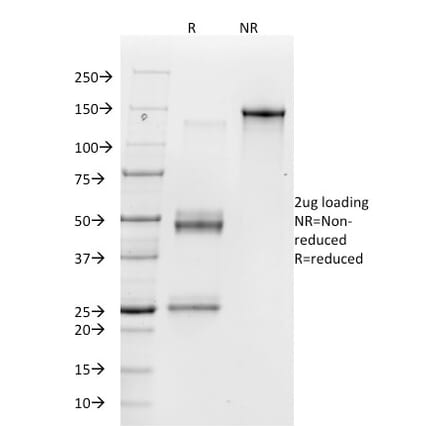 SDS-PAGE - Anti-Integrin alpha V Antibody [23C6] - BSA and Azide free (A254028) - Antibodies.com