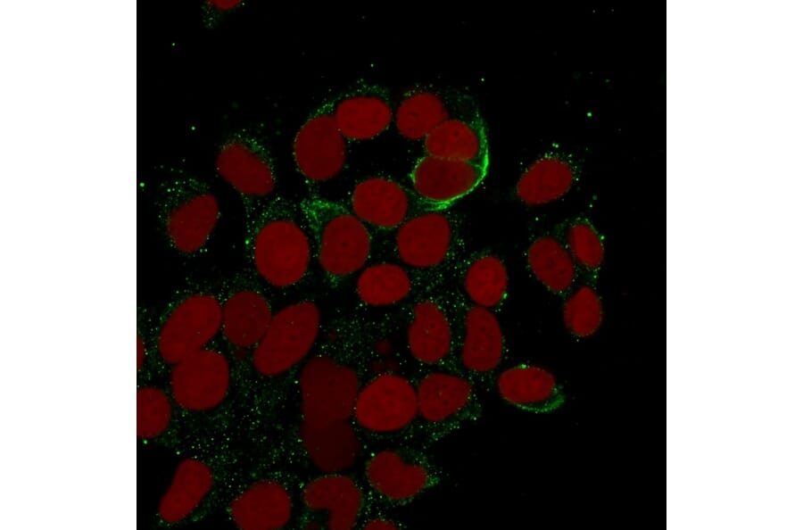 Immunofluorescence - Anti-Cytokeratin 10 + 13 Antibody [DE-K13] - BSA and Azide free (A254029) - Antibodies.com