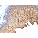 Immunohistochemistry - Anti-Cytokeratin 10 + 13 Antibody [SPM262] - BSA and Azide free (A254030) - Antibodies.com