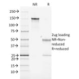 SDS-PAGE - Anti-MHC Class II Antibody [MK-D6] - BSA and Azide free (A254031) - Antibodies.com