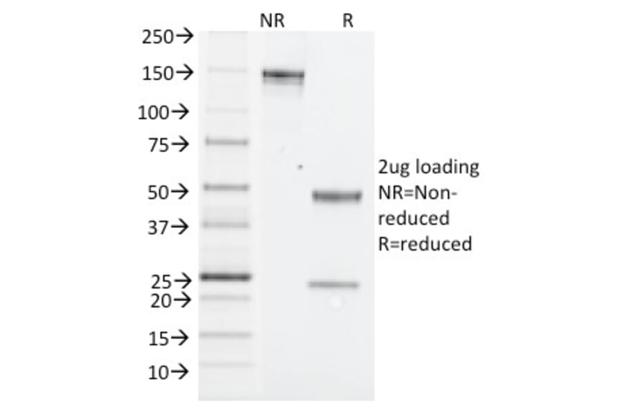SDS-PAGE - Anti-NK1.1 Antibody [PK136] - BSA and Azide free (A254032) - Antibodies.com