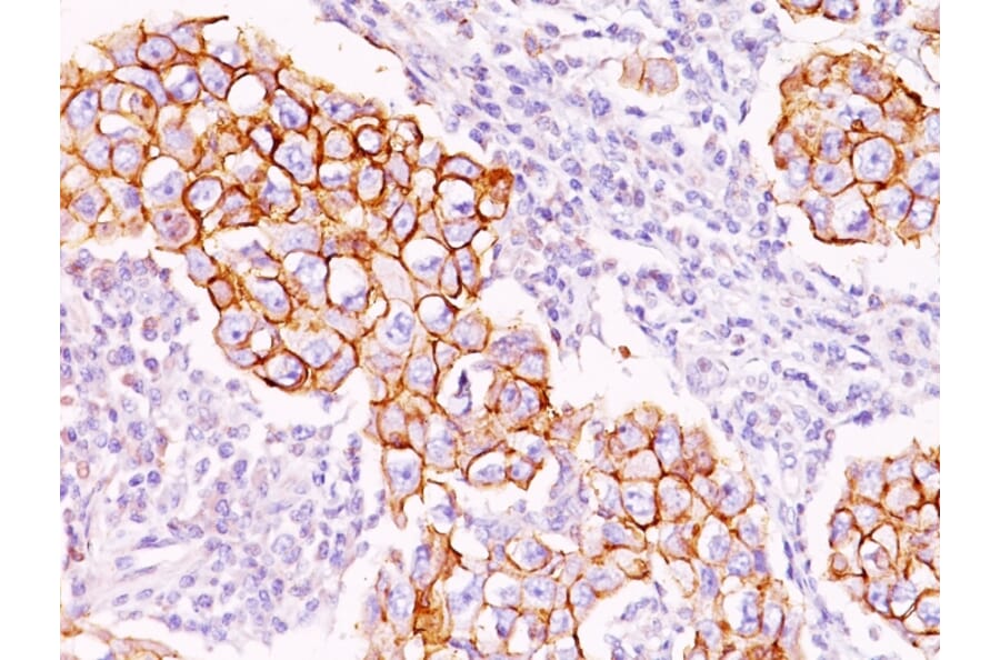 Immunohistochemistry - Anti-Phosphotyrosine Antibody [PY20] - BSA and Azide free (A254036) - Antibodies.com