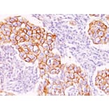 Immunohistochemistry - Anti-Phosphotyrosine Antibody [PY20] - BSA and Azide free (A254036) - Antibodies.com