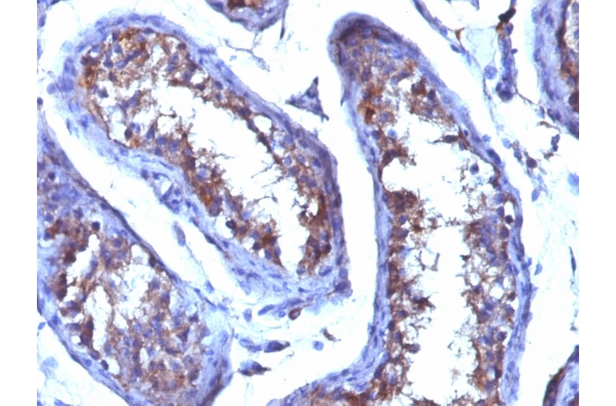 Immunohistochemistry - Anti-Testosterone Antibody [4E1G2] - BSA and Azide free (A254041) - Antibodies.com