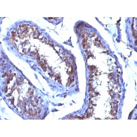 Immunohistochemistry - Anti-Testosterone Antibody [4E1G2] - BSA and Azide free (A254041) - Antibodies.com