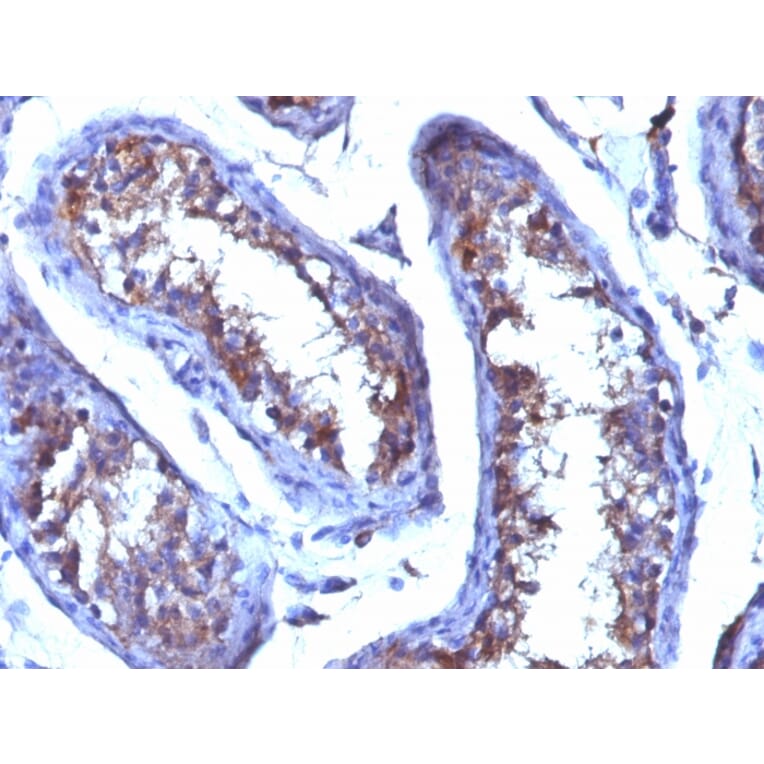 Immunohistochemistry - Anti-Testosterone Antibody [4E1G2] - BSA and Azide free (A254041) - Antibodies.com
