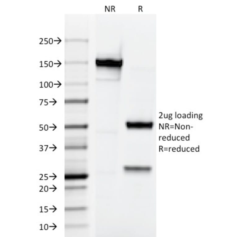 SDS-PAGE - Anti-Testosterone Antibody [4E1G2] - BSA and Azide free (A254042) - Antibodies.com