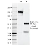 SDS-PAGE - Anti-Testosterone Antibody [4E1G2] - BSA and Azide free (A254042) - Antibodies.com