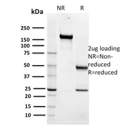 SDS-PAGE - Anti-Maltose Binding Protein Antibody [R29.6] - BSA and Azide free (A254043) - Antibodies.com
