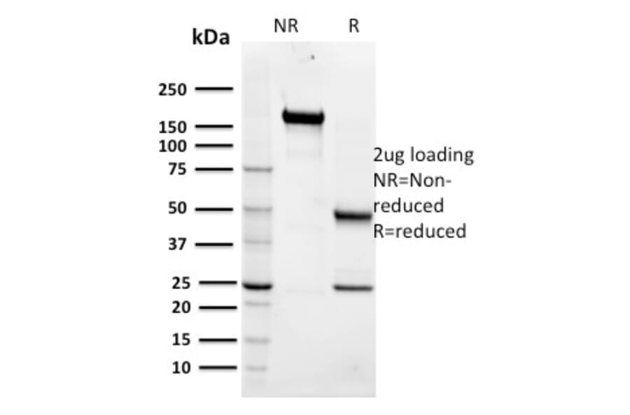 SDS-PAGE - Anti-Maltose Binding Protein Antibody [R29.6] - BSA and Azide free (A254043) - Antibodies.com