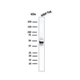 Western Blot - Anti-Maltose Binding Protein Antibody [R29.6] - BSA and Azide free (A254045) - Antibodies.com