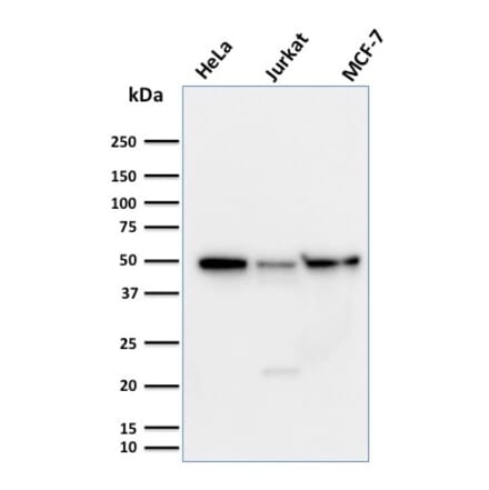 Western Blot - Anti-Cyclin A1 Antibody [XLA1-3] - BSA and Azide free (A254046) - Antibodies.com