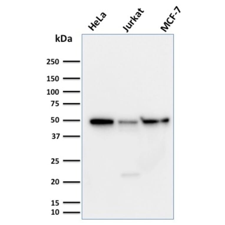 Western Blot - Anti-Cyclin A1 Antibody [XLA1-3] - BSA and Azide free (A254046) - Antibodies.com