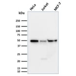 Western Blot - Anti-Cyclin A1 Antibody [XLA1-3] - BSA and Azide free (A254046) - Antibodies.com