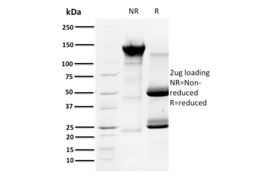 SDS-PAGE - Anti-Cyclin A1 Antibody [XLA1-3] - BSA and Azide free (A254045) - Antibodies.com