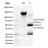 SDS-PAGE - Anti-Cyclin A1 Antibody [XLA1-3] - BSA and Azide free (A254045) - Antibodies.com