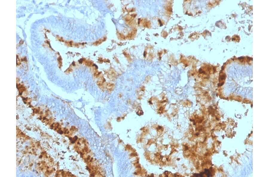 Immunohistochemistry - Anti-Blood Group Lewis a Antibody [7LE] - BSA and Azide free (A254048) - Antibodies.com