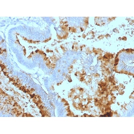 Immunohistochemistry - Anti-Blood Group Lewis a Antibody [7LE] - BSA and Azide free (A254048) - Antibodies.com