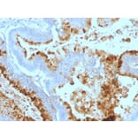 Immunohistochemistry - Anti-Blood Group Lewis a Antibody [7LE] - BSA and Azide free (A254048) - Antibodies.com